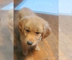 Small Photo #5 Golden Retriever Puppy For Sale in SALISBURY, NC, USA