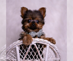 Small Photo #85 Yorkshire Terrier Puppy For Sale in WARSAW, IN, USA