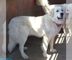Small Photo #1 Great Pyrenees Puppy For Sale in BRIGHTON, IA, USA