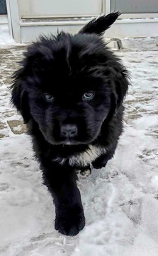 Medium Photo #4 Newfoundland Puppy For Sale in DEXTER, MI, USA