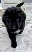Small Photo #4 Newfoundland Puppy For Sale in DEXTER, MI, USA