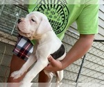Small Photo #3 Boxer Puppy For Sale in JASPER, GA, USA