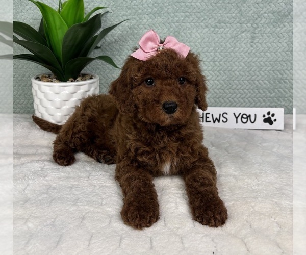 Medium Photo #2 Goldendoodle (Miniature) Puppy For Sale in GREENFIELD, IN, USA