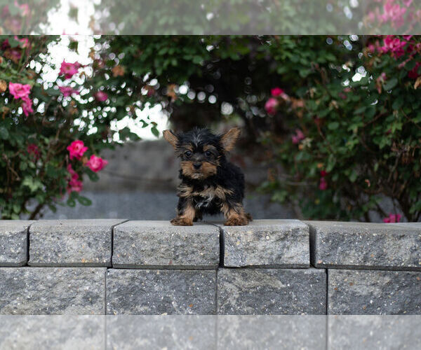 Medium Photo #6 Yorkshire Terrier Puppy For Sale in WARSAW, IN, USA