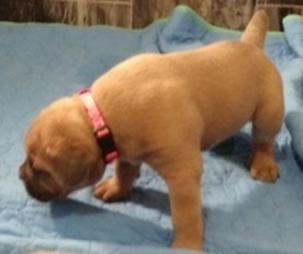 Medium Photo #12 Cane Corso Puppy For Sale in CHARLESTON, SC, USA