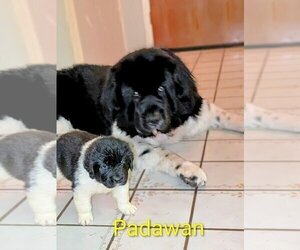 Father of the Newfoundland puppies born on 08/28/2025