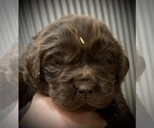 Newfoundland Puppy for Sale in MARENGO, Wisconsin USA