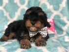 Small Photo #1 Cavapoo Puppy For Sale in CEDAR LANE, PA, USA