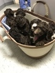 Small Photo #14 Aussiedoodle Puppy For Sale in RANDLEMAN, NC, USA