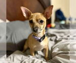Small #2 Chihuahua