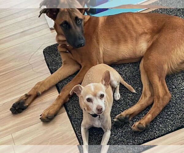 Medium Photo #8 Mutt Puppy For Sale in Dana Point, CA, USA