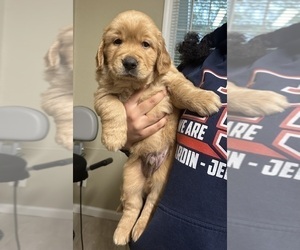 Golden Retriever Puppy for sale in BEAUMONT, TX, USA