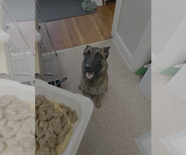 Medium Photo #8 Mutt Puppy For Sale in Imlay City, MI, USA