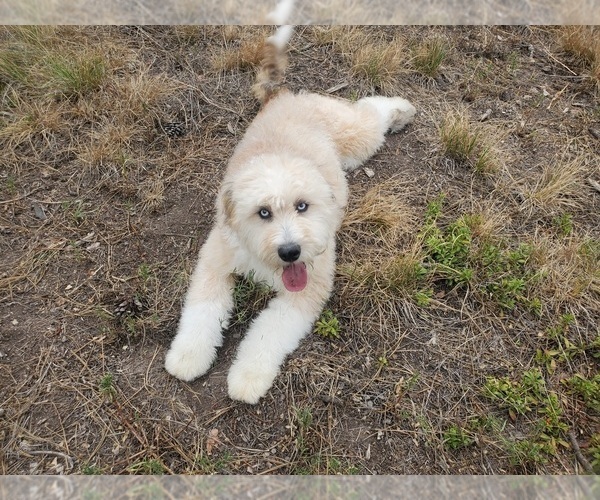 Medium Photo #1 Bernedoodle-Poodle (Toy) Mix Puppy For Sale in BLACK FOREST, CO, USA