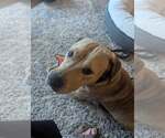 Small #8 Labrador Retriever Mix