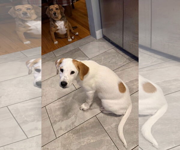 Medium Photo #3 Labrenees Puppy For Sale in Alexander, AR, USA