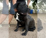 Small Mastiff