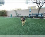 Small Photo #1 German Shepherd Dog Puppy For Sale in Corona, CA, USA