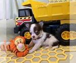 Small Photo #2 Chihuahua Puppy For Sale in NEWVILLE, PA, USA