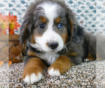 Small Photo #11 Bernedoodle (Miniature) Puppy For Sale in ROY, UT, USA