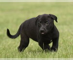 Small #4 Borador