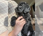 Small Photo #5 Goldendoodle Puppy For Sale in SAVANNAH, GA, USA