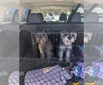 Small Photo #1 Schnauzer (Miniature) Puppy For Sale in SHOW LOW, AZ, USA