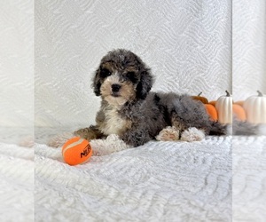 Miniature Bernedoodle Puppy for sale in GREENFIELD, IN, USA