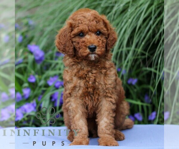 Medium Photo #3 Goldendoodle (Miniature) Puppy For Sale in EAST EARL, PA, USA