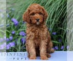 Small #2 Goldendoodle (Miniature)