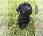 Small Photo #2 Labrador Retriever Puppy For Sale in GLEN MARY, TN, USA