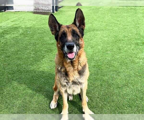 Medium Photo #3 German Shepherd Dog Puppy For Sale in Orange, CA, USA