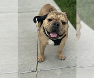 English Bulldog Puppy for sale in BIRMINGHAM, AL, USA