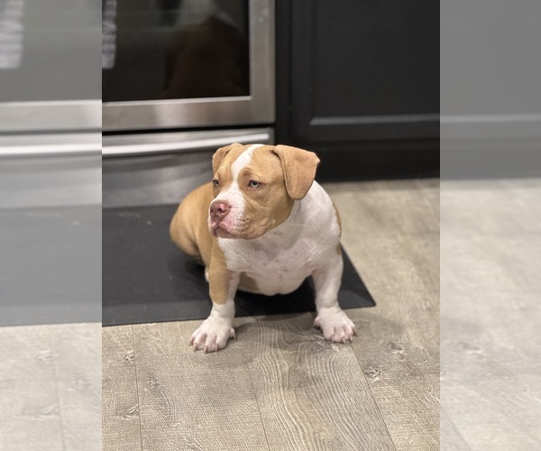 Medium Photo #5 American Bully Puppy For Sale in GILBERT, AZ, USA