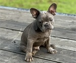 Puppy Puppy 3 French Bulldog