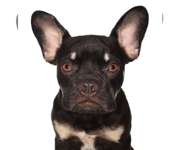 Medium Photo #1 French Bulldog-Unknown Mix Puppy For Sale in Oakland Park, FL, USA