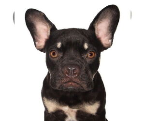 Medium French Bulldog Mix