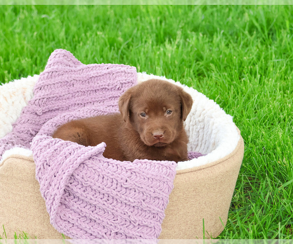 Medium Photo #6 Labrador Retriever Puppy For Sale in SYRACUSE, IN, USA
