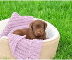 Small #5 Labrador Retriever