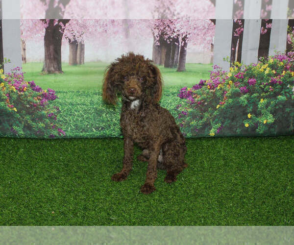 Medium Photo #1 Poodle (Toy) Puppy For Sale in CHANUTE, KS, USA