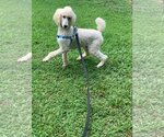 Small Photo #6 Poodle (Standard) Puppy For Sale in Pacolet, SC, USA