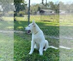 Small Photo #3 German Shepherd Dog-Siberian Husky Mix Puppy For Sale in COTTONTOWN, TN, USA