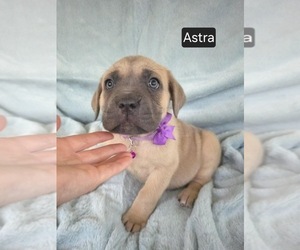 Cane Corso Puppy for Sale in MINERAL WELLS, West Virginia USA
