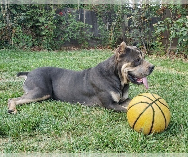 Medium Photo #1 Cane Corso Puppy For Sale in MODESTO, CA, USA