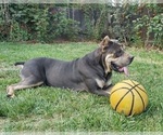 Small Photo #1 Cane Corso Puppy For Sale in MODESTO, CA, USA