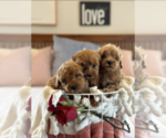 Small Photo #4 Australian Labradoodle Puppy For Sale in BELLMEAD, TX, USA