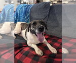 Small #1 Labrador Retriever Mix