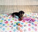Small Dachshund