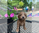 Small #1 Cocker Spaniel-Poodle (Miniature) Mix