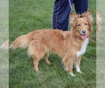 Small #3 Golden Retriever Mix